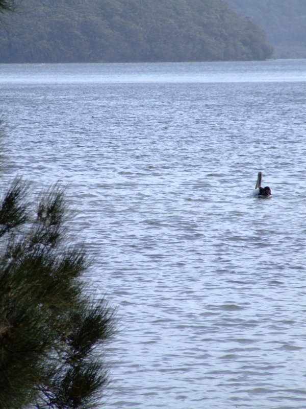 Pelican - Gosford